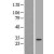 Western Blot: 14-3-3 theta  Lysate [NBL1-17951] - Western Blot experiments. 
Left-Control; Right -Over-expression Lysate for YWHAQ